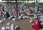  H3N8 बर्ड फ्लूचा पहिला रुग्ण चीनमध्ये आढळला